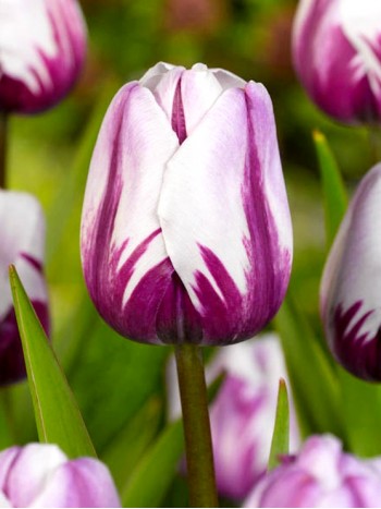  Лале (Tulipa 'Arabian Mystery') T12A- 100бр.